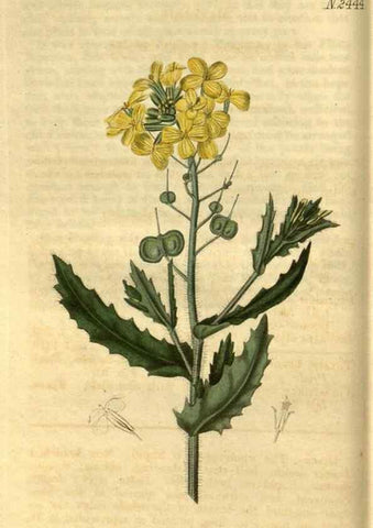 Reproducción/Reproduction 35117584821: Curtis's botanical magazine.. London ; New York [etc.] :Academic Press [etc.]