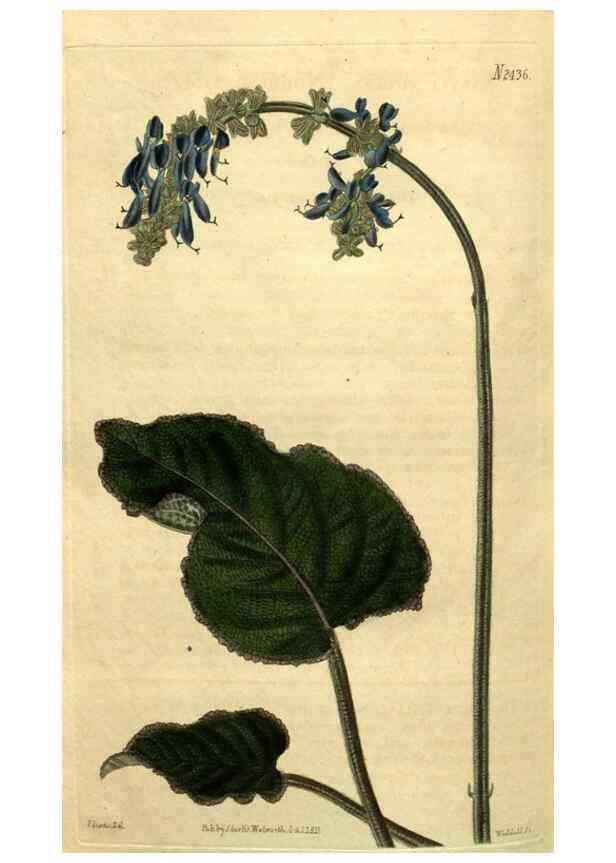 Reproducción/Reproduction 35060365521: Curtis's botanical magazine.. London ; New York [etc.] :Academic Press [etc.]