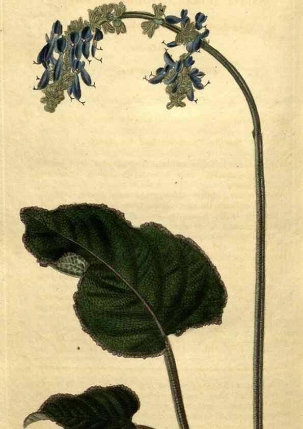 Reproducción/Reproduction 35060365521: Curtis's botanical magazine.. London ; New York [etc.] :Academic Press [etc.]