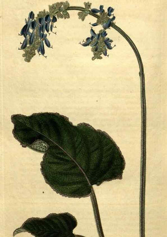 Reproducción/Reproduction 35060365521: Curtis's botanical magazine.. London ; New York [etc.] :Academic Press [etc.]