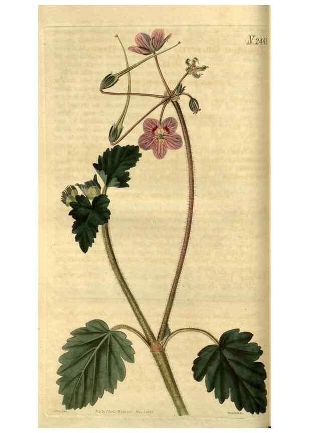 Reproducción/Reproduction 35117586641: Curtis's botanical magazine.. London ; New York [etc.] :Academic Press [etc.]