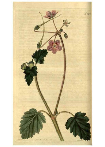 Reproducción/Reproduction 35117586641: Curtis's botanical magazine.. London ; New York [etc.] :Academic Press [etc.]