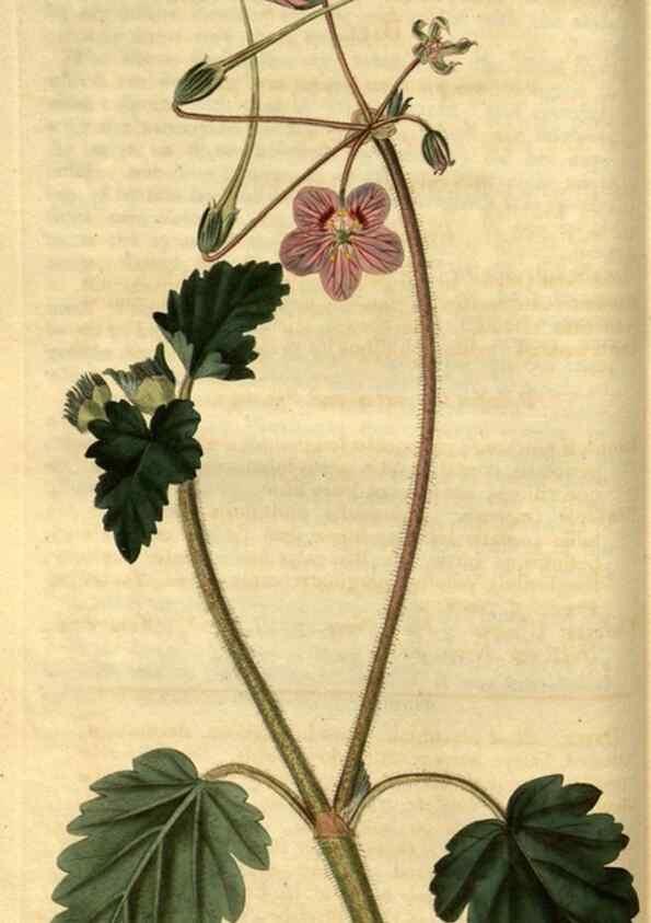 Reproducción/Reproduction 35117586641: Curtis's botanical magazine.. London ; New York [etc.] :Academic Press [etc.]