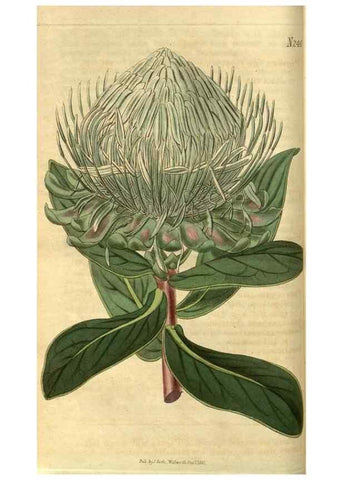 Reproducción/Reproduction 35117589771: Curtis's botanical magazine.. London ; New York [etc.] :Academic Press [etc.]