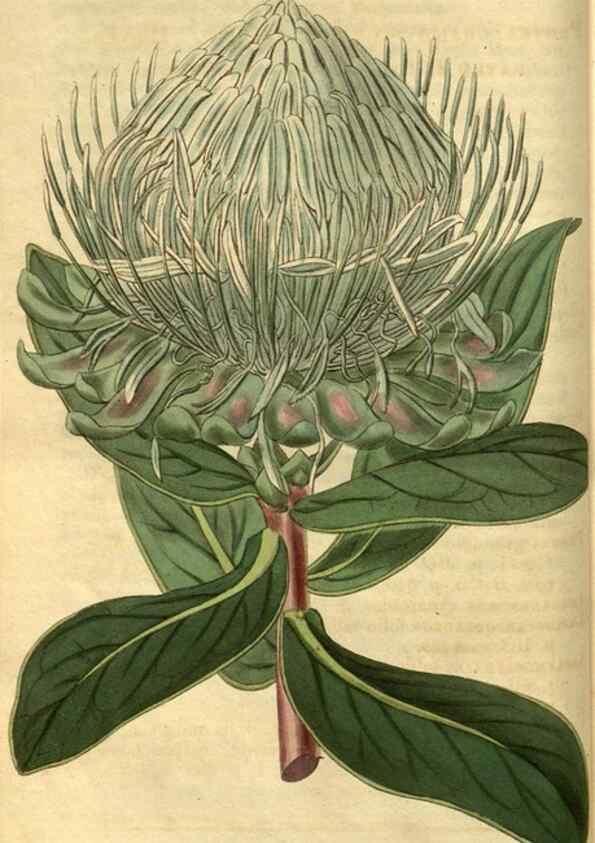 Reproducción/Reproduction 35117589771: Curtis's botanical magazine.. London ; New York [etc.] :Academic Press [etc.]