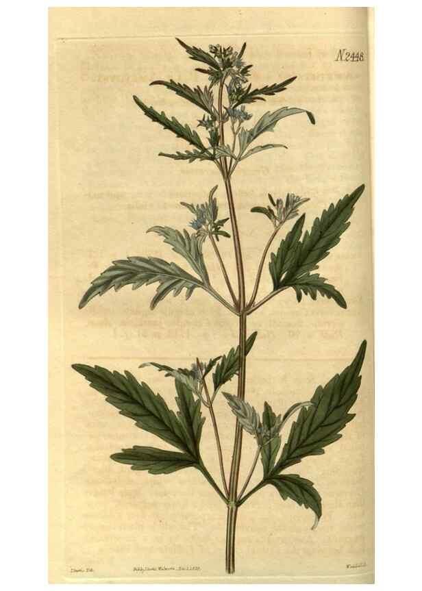 Reproducción/Reproduction 35247317805: Curtis's botanical magazine.. London ; New York [etc.] :Academic Press [etc.]