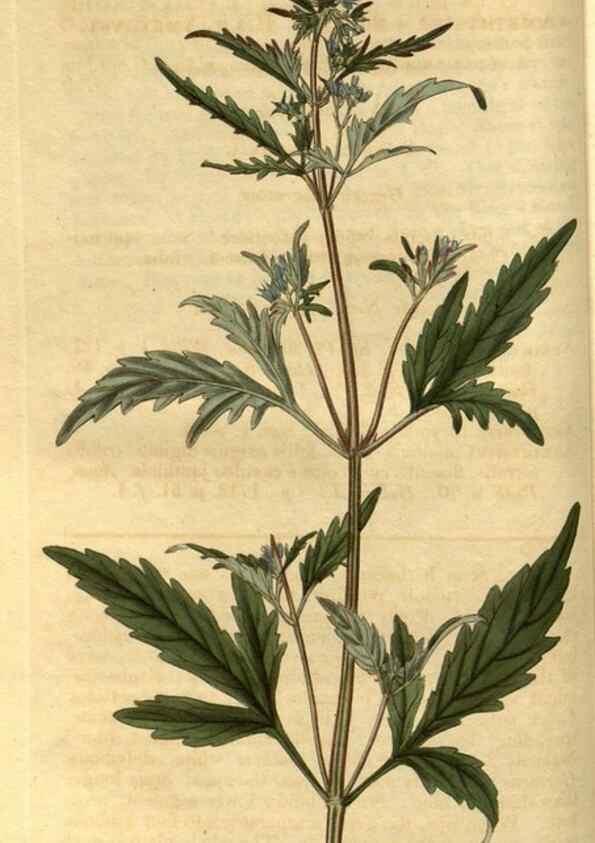 Reproducción/Reproduction 35247317805: Curtis's botanical magazine.. London ; New York [etc.] :Academic Press [etc.]