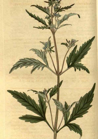 Reproducción/Reproduction 35247317805: Curtis's botanical magazine.. London ; New York [etc.] :Academic Press [etc.]