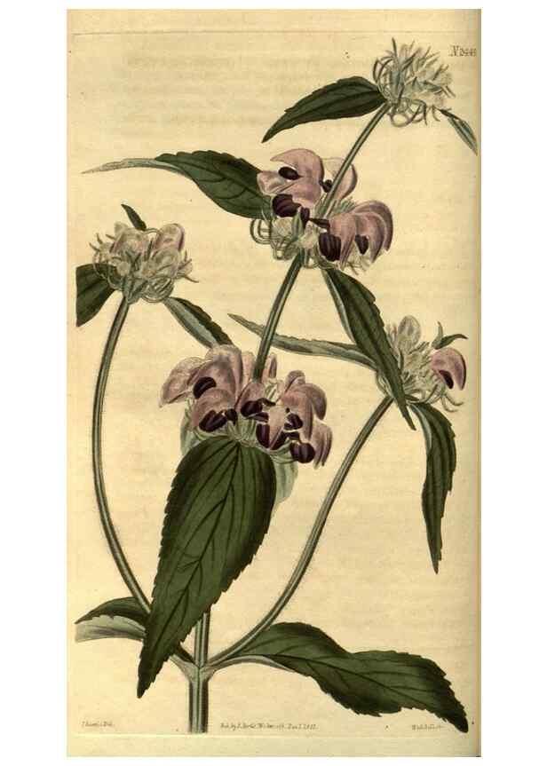 Reproducción/Reproduction 35117593551: Curtis's botanical magazine.. London ; New York [etc.] :Academic Press [etc.]