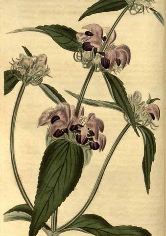 Reproducción/Reproduction 35117593551: Curtis's botanical magazine.. London ; New York [etc.] :Academic Press [etc.]