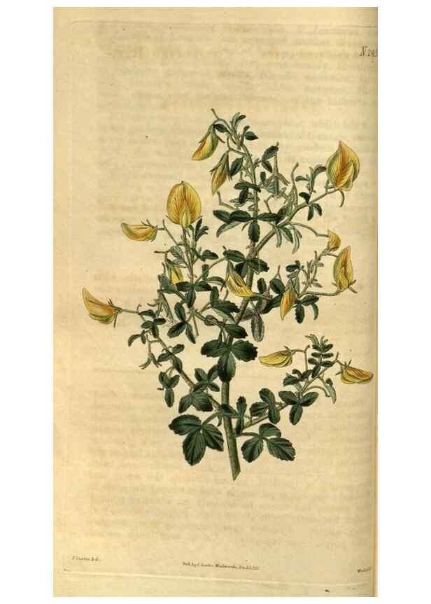 Reproducción/Reproduction 35117595201: Curtis's botanical magazine.. London ; New York [etc.] :Academic Press [etc.]
