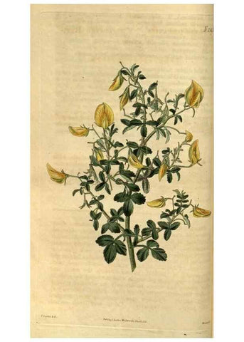 Reproducción/Reproduction 35117595201: Curtis's botanical magazine.. London ; New York [etc.] :Academic Press [etc.]