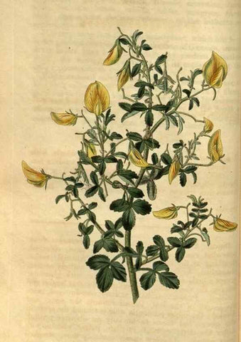 Reproducción/Reproduction 35117595201: Curtis's botanical magazine.. London ; New York [etc.] :Academic Press [etc.]