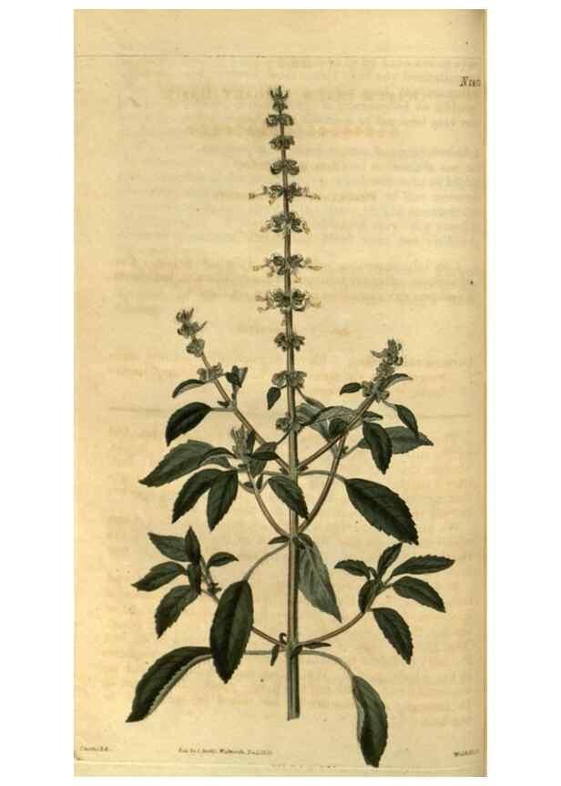 Reproducción/Reproduction 35247330445: Curtis's botanical magazine.. London ; New York [etc.] :Academic Press [etc.]