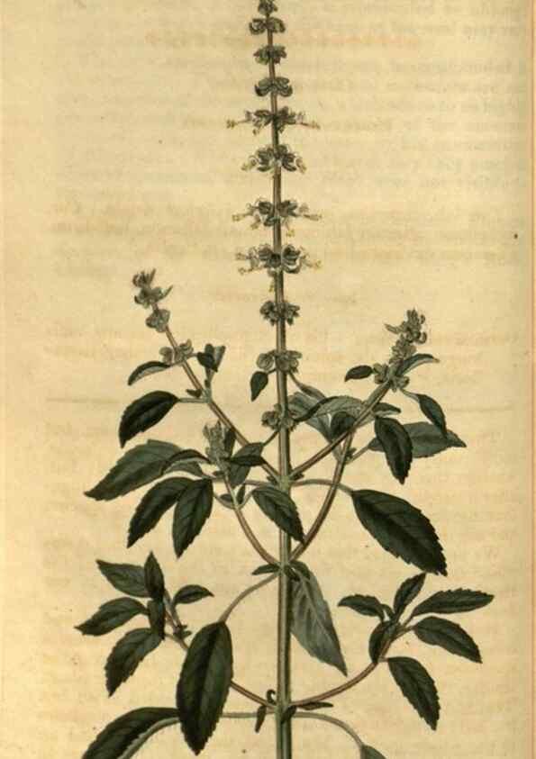 Reproducción/Reproduction 35247330445: Curtis's botanical magazine.. London ; New York [etc.] :Academic Press [etc.]