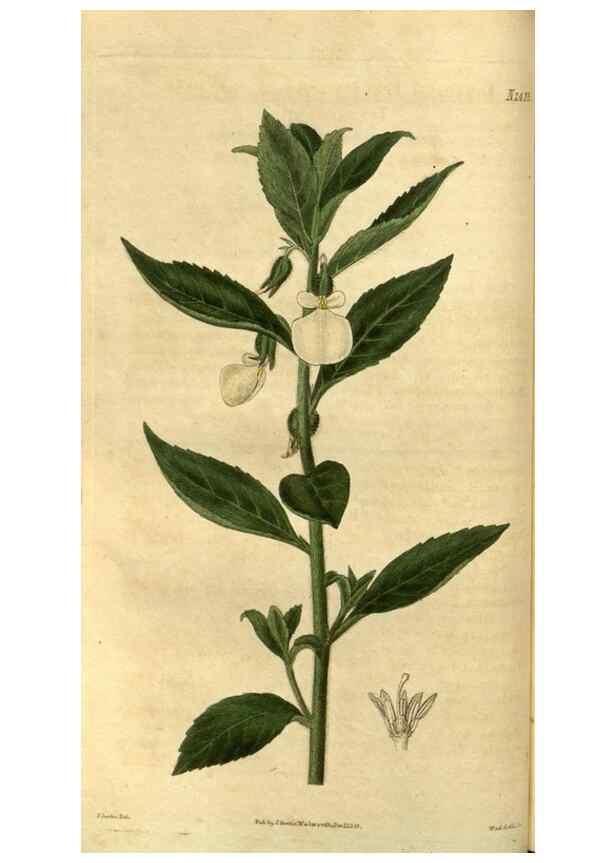 Reproducción/Reproduction 35247334195: Curtis's botanical magazine.. London ; New York [etc.] :Academic Press [etc.]