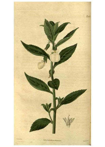 Reproducción/Reproduction 35247334195: Curtis's botanical magazine.. London ; New York [etc.] :Academic Press [etc.]
