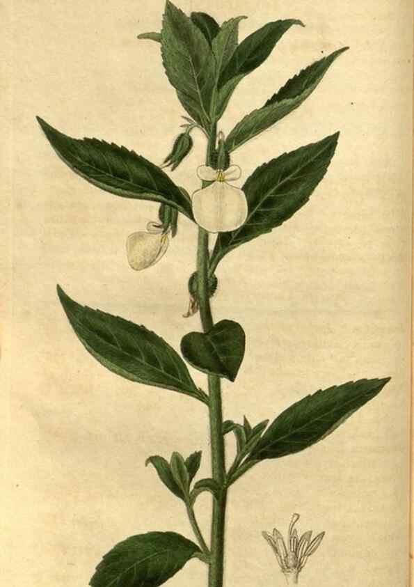 Reproducción/Reproduction 35247334195: Curtis's botanical magazine.. London ; New York [etc.] :Academic Press [etc.]
