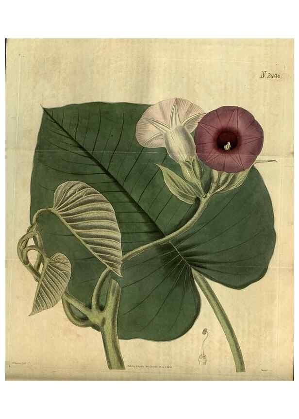Reproducción/Reproduction 35117587921: Curtis's botanical magazine.. London ; New York [etc.] :Academic Press [etc.]