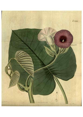Reproducción/Reproduction 35117587921: Curtis's botanical magazine.. London ; New York [etc.] :Academic Press [etc.]