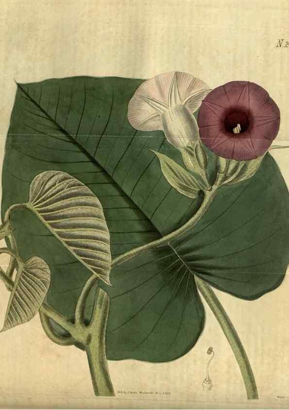 Reproducción/Reproduction 35117587921: Curtis's botanical magazine.. London ; New York [etc.] :Academic Press [etc.]