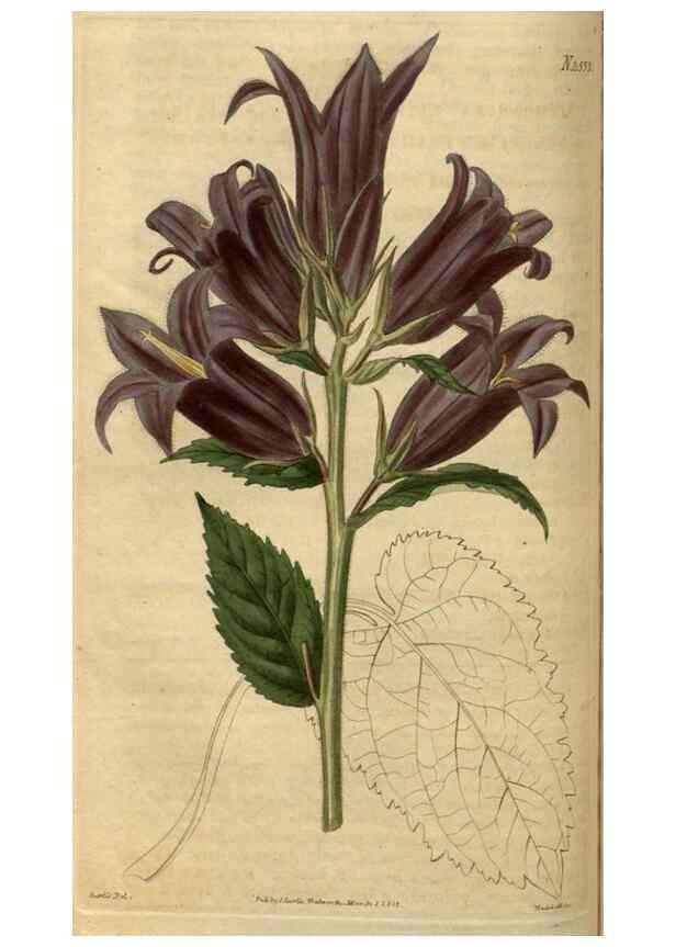 Reproducción/Reproduction 34403720404: Curtis's botanical magazine.. London ; New York [etc.] :Academic Press [etc.]