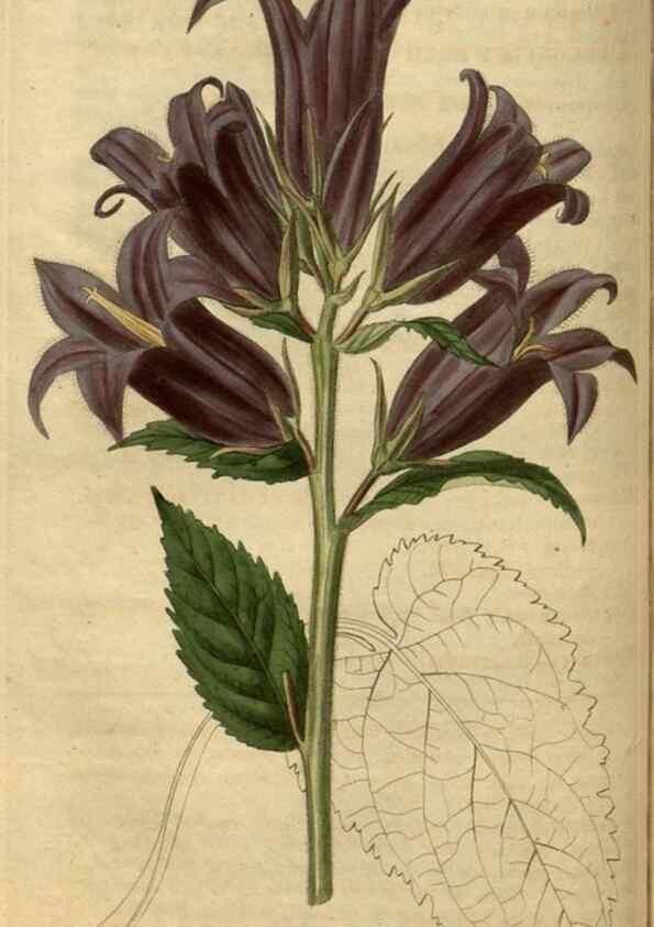 Reproducción/Reproduction 34403720404: Curtis's botanical magazine.. London ; New York [etc.] :Academic Press [etc.]