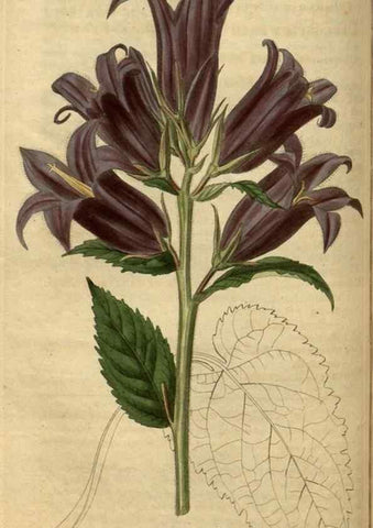 Reproducción/Reproduction 34403720404: Curtis's botanical magazine.. London ; New York [etc.] :Academic Press [etc.]
