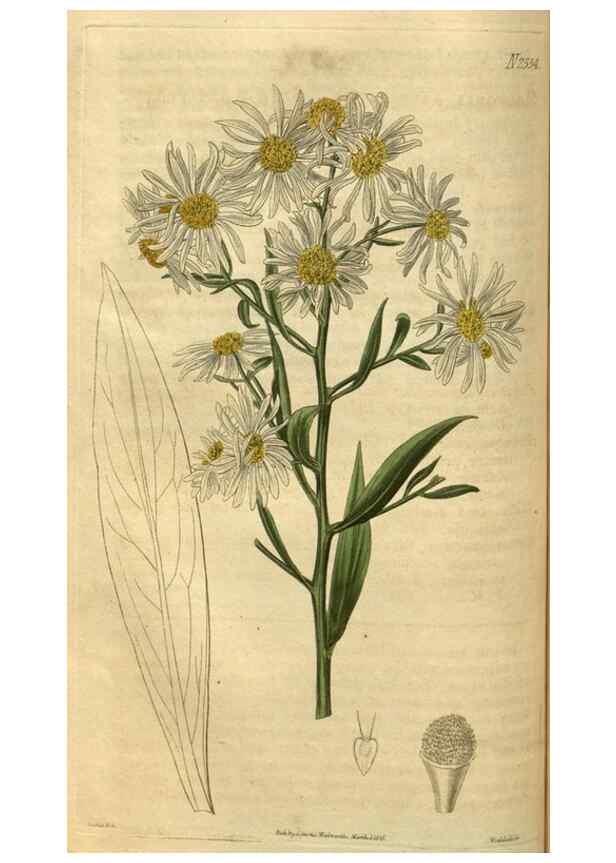 Reproducción/Reproduction 35207610796: Curtis's botanical magazine.. London ; New York [etc.] :Academic Press [etc.]