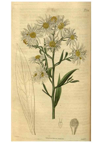 Reproducción/Reproduction 35207610796: Curtis's botanical magazine.. London ; New York [etc.] :Academic Press [etc.]