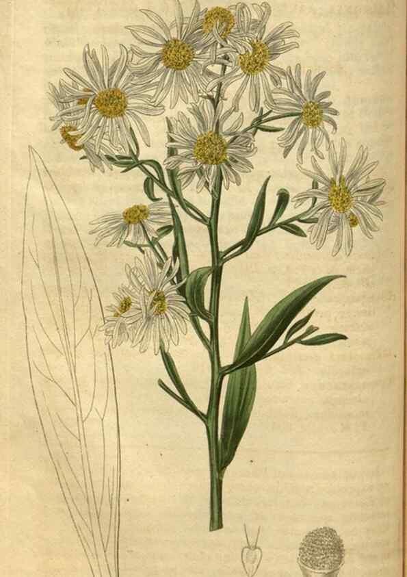 Reproducción/Reproduction 35207610796: Curtis's botanical magazine.. London ; New York [etc.] :Academic Press [etc.]