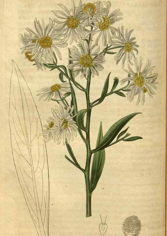 Reproducción/Reproduction 35207610796: Curtis's botanical magazine.. London ; New York [etc.] :Academic Press [etc.]