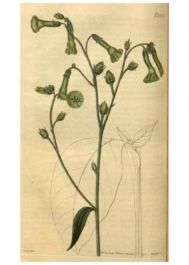 Reproducción/Reproduction 35207614696: Curtis's botanical magazine.. London ; New York [etc.] :Academic Press [etc.]