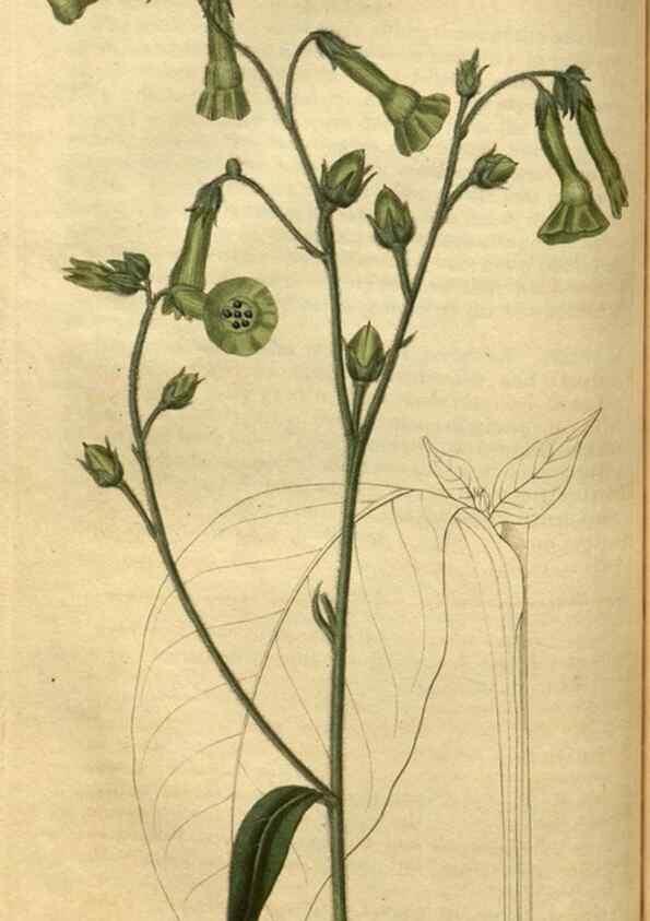 Reproducción/Reproduction 35207614696: Curtis's botanical magazine.. London ; New York [etc.] :Academic Press [etc.]