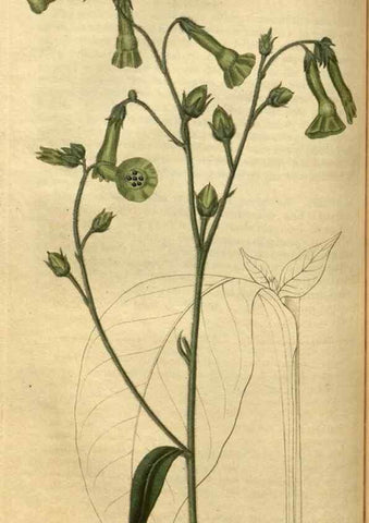 Reproducción/Reproduction 35207614696: Curtis's botanical magazine.. London ; New York [etc.] :Academic Press [etc.]