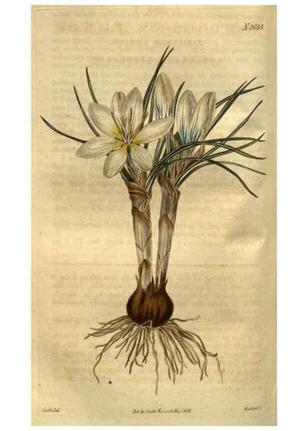 Reproducción/Reproduction 35082589872: Curtis's botanical magazine.. London ; New York [etc.] :Academic Press [etc.]