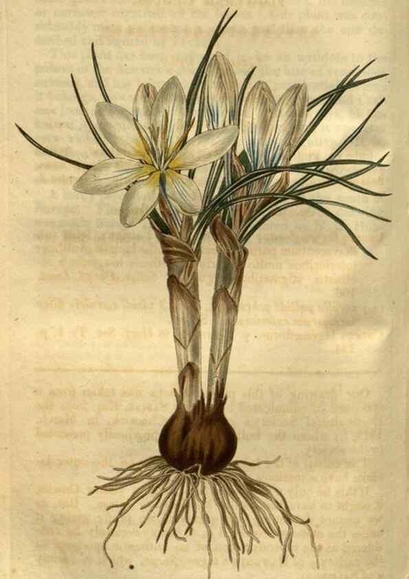 Reproducción/Reproduction 35082589872: Curtis's botanical magazine.. London ; New York [etc.] :Academic Press [etc.]