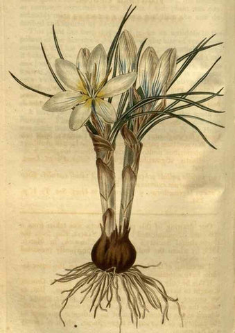 Reproducción/Reproduction 35082589872: Curtis's botanical magazine.. London ; New York [etc.] :Academic Press [etc.]
