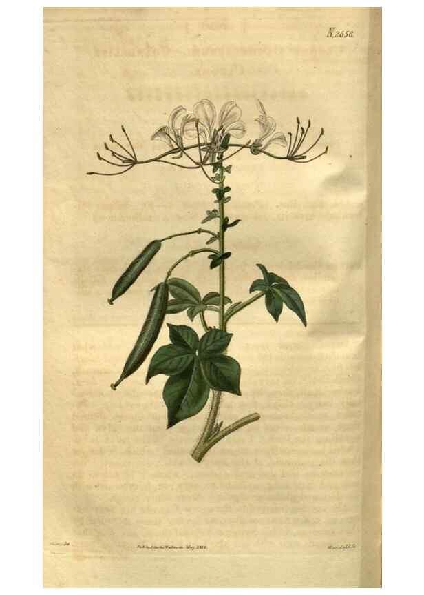 Reproducción/Reproduction 35207896586: Curtis's botanical magazine.. London ; New York [etc.] :Academic Press [etc.]