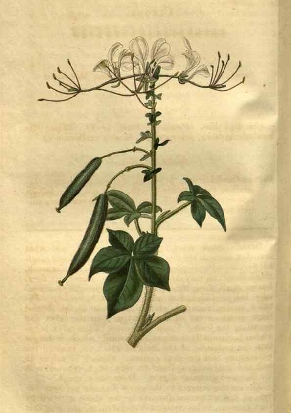 Reproducción/Reproduction 35207896586: Curtis's botanical magazine.. London ; New York [etc.] :Academic Press [etc.]