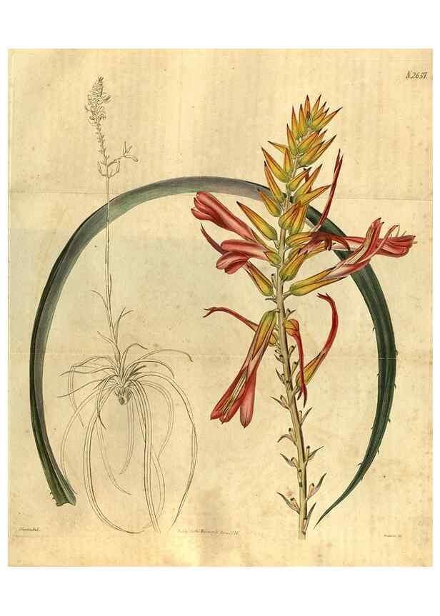 Reproducción/Reproduction 35207898016: Curtis's botanical magazine.. London ; New York [etc.] :Academic Press [etc.]