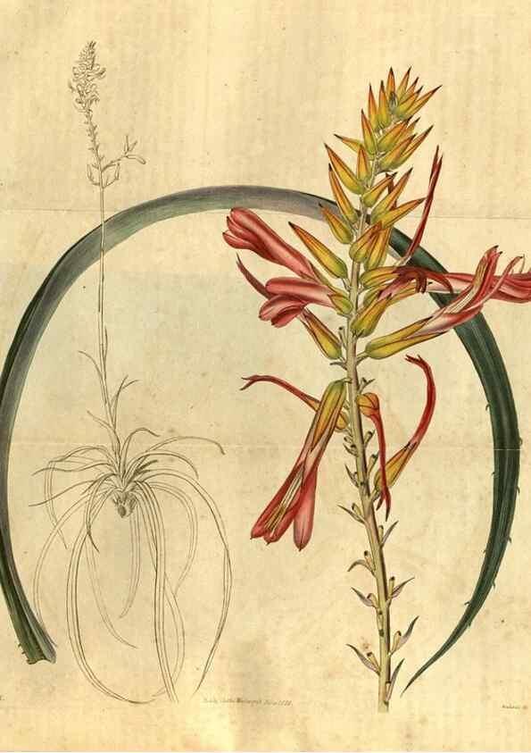 Reproducción/Reproduction 35207898016: Curtis's botanical magazine.. London ; New York [etc.] :Academic Press [etc.]