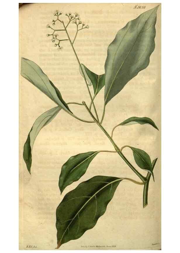 Reproducción/Reproduction 35082597022: Curtis's botanical magazine.. London ; New York [etc.] :Academic Press [etc.]