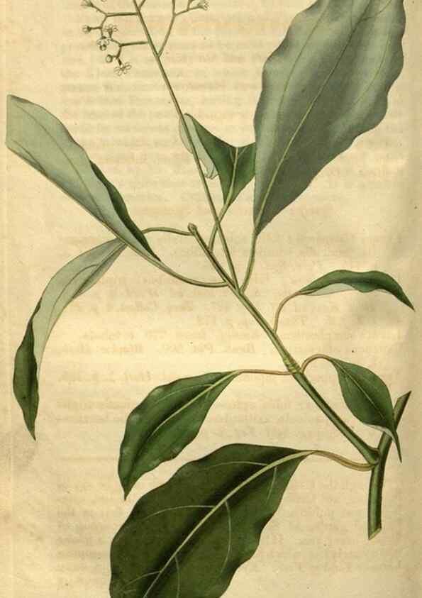 Reproducción/Reproduction 35082597022: Curtis's botanical magazine.. London ; New York [etc.] :Academic Press [etc.]