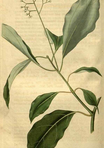 Reproducción/Reproduction 35082597022: Curtis's botanical magazine.. London ; New York [etc.] :Academic Press [etc.]
