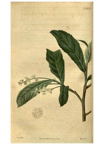 Reproducción/Reproduction 35082599562: Curtis's botanical magazine.. London ; New York [etc.] :Academic Press [etc.]