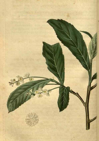 Reproducción/Reproduction 35082599562: Curtis's botanical magazine.. London ; New York [etc.] :Academic Press [etc.]