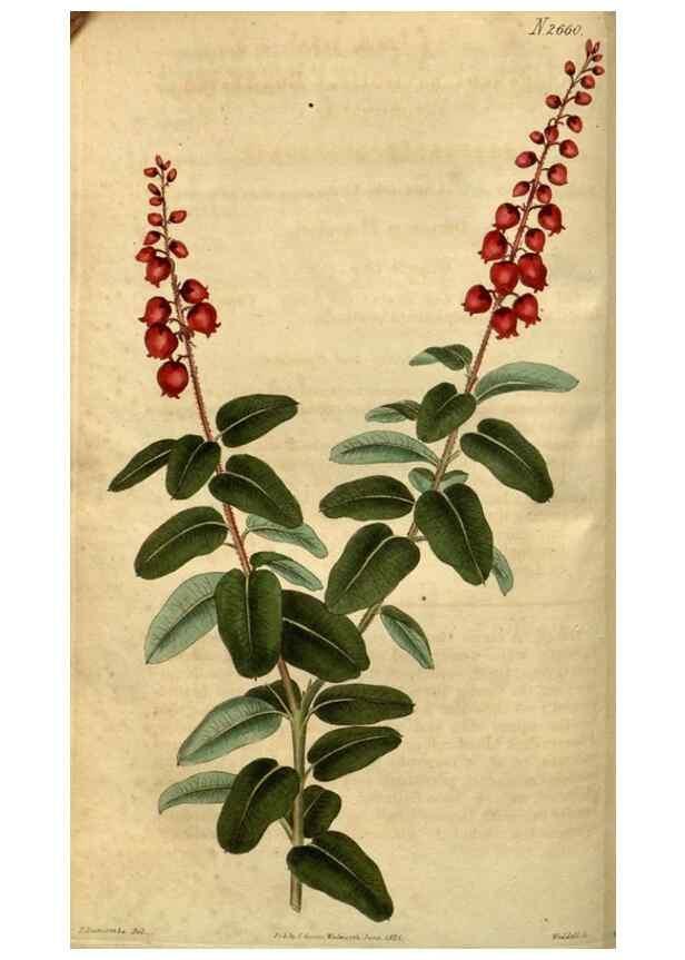 Reproducción/Reproduction 35082601792: Curtis's botanical magazine.. London ; New York [etc.] :Academic Press [etc.]
