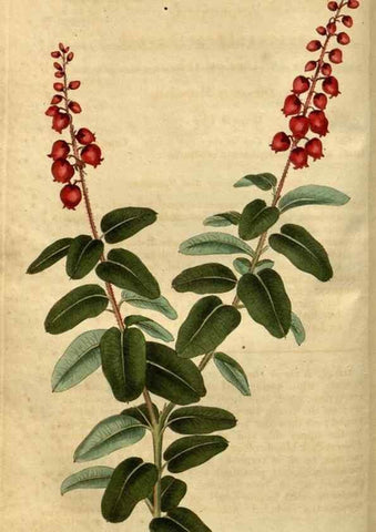Reproducción/Reproduction 35082601792: Curtis's botanical magazine.. London ; New York [etc.] :Academic Press [etc.]