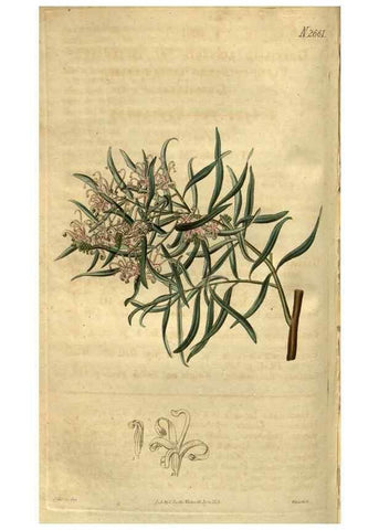 Reproducción/Reproduction 35207904576: Curtis's botanical magazine.. London ; New York [etc.] :Academic Press [etc.]